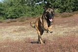 MALINOIS 030